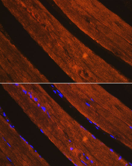 [KO Validated] AIF Rabbit polyclonal antibody