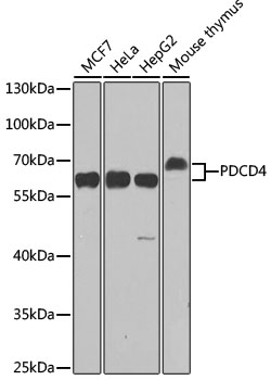[KO Validated] PDCD4 Rabbit polyclonal antibody