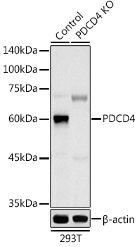 [KO Validated] PDCD4 Rabbit polyclonal antibody