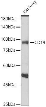 CD19 Rabbit polyclonal antibody