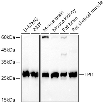 TPI1 Rabbit polyclonal antibody