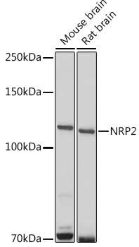 NRP2 Rabbit polyclonal antibody