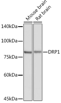 DRP1 Rabbit polyclonal antibody