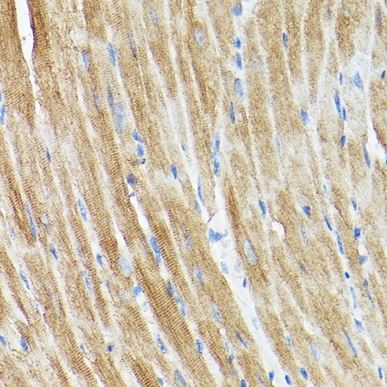 DRP1 Rabbit polyclonal antibody