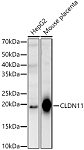 Western blot - CLDN11 Rabbit pAb (A2593)