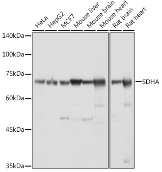 SDHA Rabbit polyclonal antibody