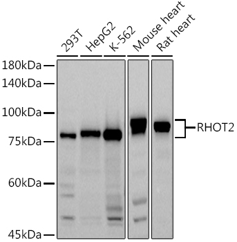 RHOT2 Rabbit polyclonal antibody