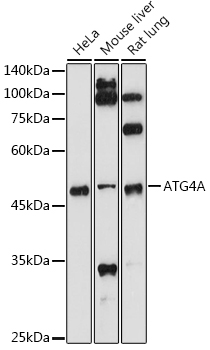 ATG4A Rabbit polyclonal antibody