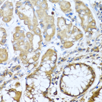 NRG4 Rabbit polyclonal antibody