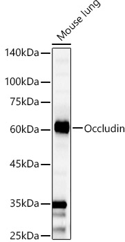 Occludin Rabbit polyclonal antibody