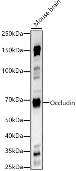 Occludin Rabbit polyclonal antibody