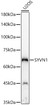 SYVN1 Rabbit polyclonal antibody