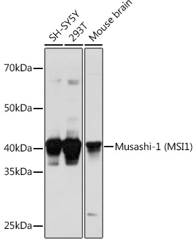 Musashi-1 (MSI1) Rabbit polyclonal antibody