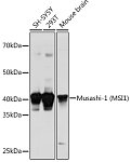Western blot - Musashi-1 (MSI1) Rabbit pAb (A2609)