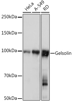 Gelsolin Rabbit monoclonal antibody