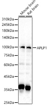 APLP1 Rabbit polyclonal antibody