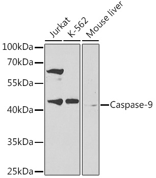 Caspase-9 Rabbit polyclonal antibody