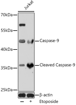 Caspase-9 Rabbit polyclonal antibody