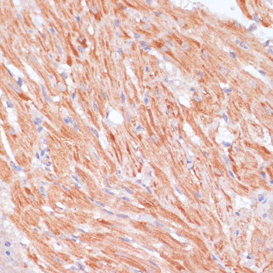 Caspase-9 Rabbit polyclonal antibody