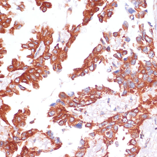 Caspase-9 Rabbit polyclonal antibody
