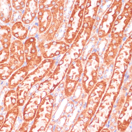 Caspase-9 Rabbit polyclonal antibody