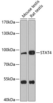 STAT4 Rabbit polyclonal antibody