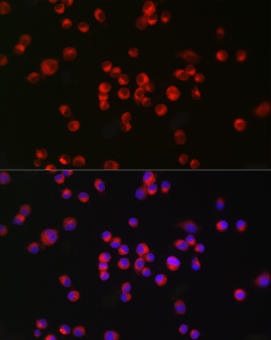 nNOS Rabbit monoclonal antibody