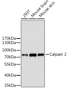 Calpain 2 Rabbit polyclonal antibody