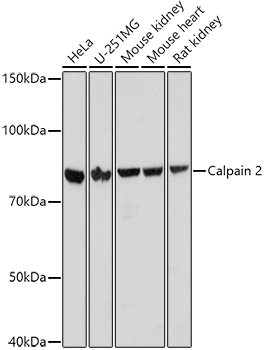 Calpain 2 Rabbit polyclonal antibody