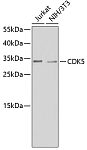 Western blot - CDK5 Rabbit pAb (A2689)
