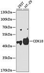 Western blot - CDK10 Rabbit pAb (A2690)