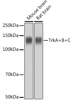 TrkA+B+C Rabbit monoclonal antibody
