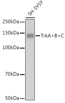 TrkA+B+C Rabbit monoclonal antibody