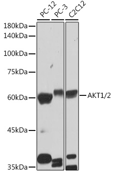 AKT1/2 Rabbit monoclonal antibody