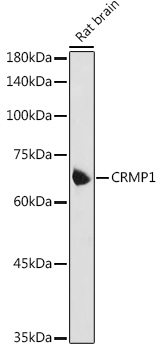 CRMP1 Rabbit pAb