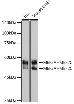 MEF2A+MEF2C Rabbit monoclonal antibody