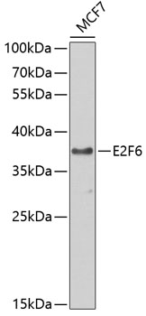 E2F6 Rabbit polyclonal antibody