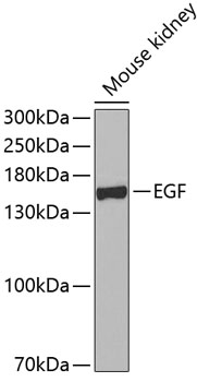 EGF Rabbit polyclonal antibody