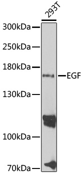 EGF Rabbit polyclonal antibody