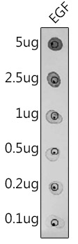 EGF Rabbit polyclonal antibody