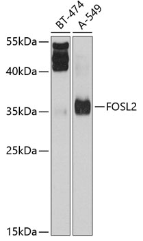 FOSL2 Rabbit polyclonal antibody