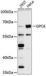 Western blot - GPC6 Rabbit pAb (A2741)