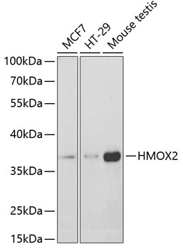 HMOX2 Rabbit polyclonal antibody