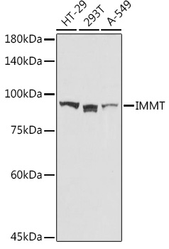 IMMT Rabbit polyclonal antibody