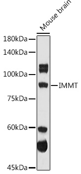 IMMT Rabbit polyclonal antibody