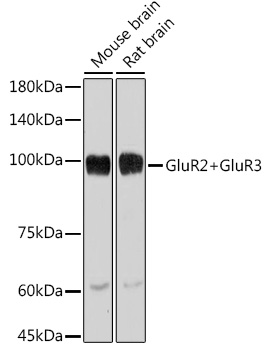GluR2+GluR3 Rabbit monoclonal antibody