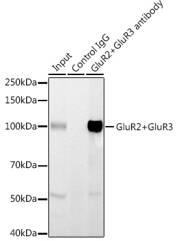 GluR2+GluR3 Rabbit monoclonal antibody