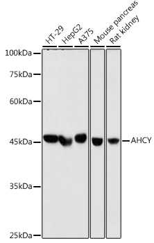 AHCY Rabbit monoclonal antibody