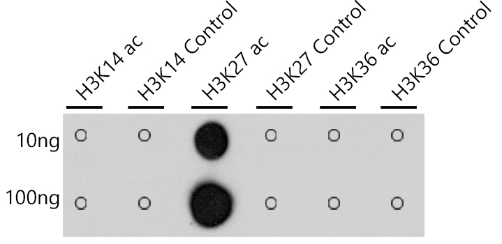 Acetyl-Histone H3-K27 Rabbit monoclonal antibody