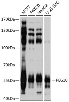 PEG10 Rabbit polyclonal antibody